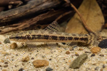 Characidium sp. aff. fasciatum (Rio Negro Tetragar)