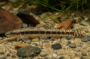 Characidium steindachneri (Tetrager plamowany)