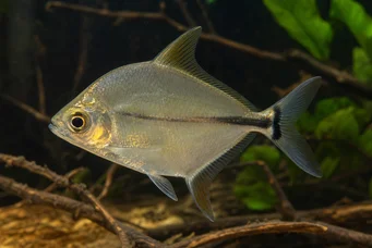 Charax tectifer