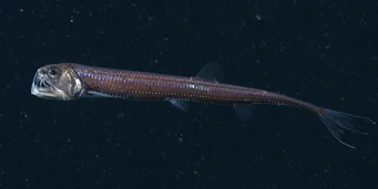 Chauliodus sloani (Viper marynarki wojennej)