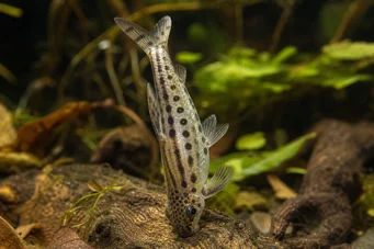 Chilodus punctatus (Do góry nogami)