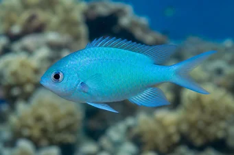 Chromis caerulea (Zielona chromis)