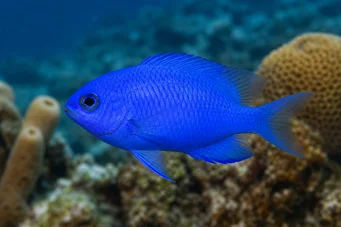 Chromis cyanea Niebieska młoda dama