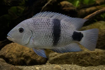 Cichlasoma maculicauda (Cichlasoma maculicauda)