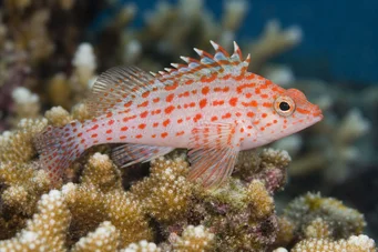 Cirrhitichthys oxycephalus (Puszysty)
