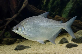 Citharinus citharus (Gówno z tyłu)