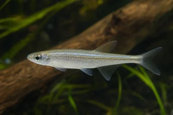 Coelurichthys tenuis (Tetra Hold, Tetra-Barberos)