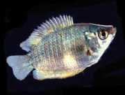 Trichogaster lalius GOURAMI COLISA LALIA