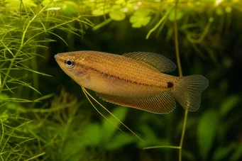 Colisa sota (Honey Gourami)