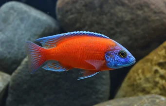 Copadichromis borleyi kadango (Kopadykt Borleyi Kadango)