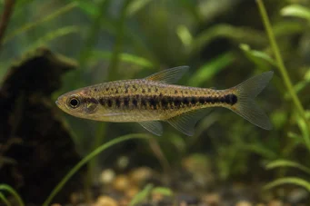 Copeina guttata (Redded Copéina)