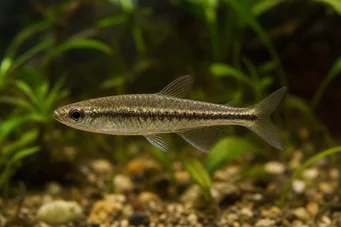 Copella meinkeni