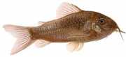 Corydoras aeneus Metalowe Corydoras