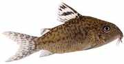 Corydoras elegans Uzbrojone Corydoras