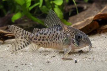 Corydoras latus (Corydoras z odbiciem)