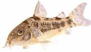 Corydoras paleatus Pieprzny