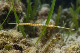 Corythoichthys flavofasciastus (Żółta ryba bandefowa)