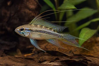 Crenicara filamentosa (Siatka cichlid)