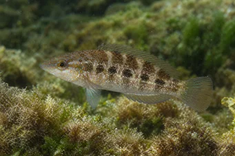 Crenilabrus quinquemaculatus Pięć opasek