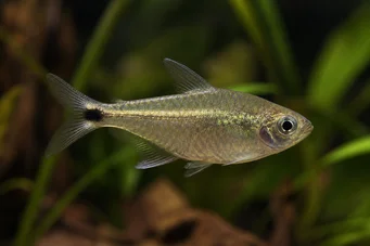 Ctenobrycon spilurus hauxwellianus (Charakter z wysokim tyłem)