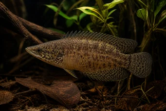 Ctenopoma oxyrhynchus (Paw)