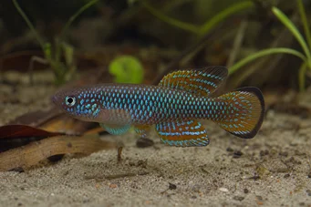 Cynolebias bellottii