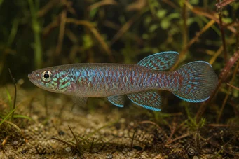 Cynolebias bokermani CYNOLEBIA BOKERMANI