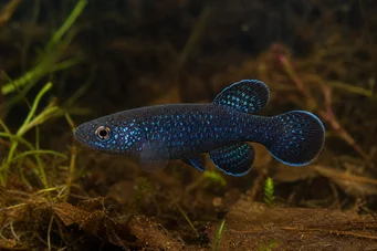 Cynolebias nigripinnis (Argentyńska perła z czarnymi płetwami)