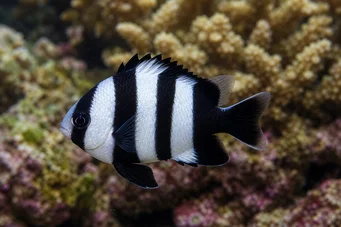 Dascyllus melanurus (Czarna dama)