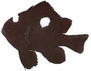 Dascyllus trimaculatus Trzy miejsca