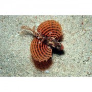 Dendrochirus brachypteru... Krasnolud