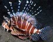 Dendrochirus zebra Wynik krasnoluda