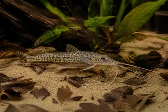 Dianema longibarbis Porthole sum