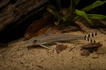 Dianema urostriata W paski