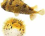 Diodon holocanthus Dmuchawa ciernistej