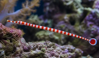Dunkerocampus dactyliophorus