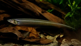 Eigenmannia virescens Szklane noże