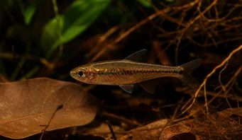 Elachocharax georgiae