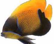 Euxiphipops navarchus Wydarzenie japońskie