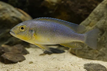 Exocochromis anagenys
