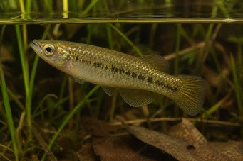 Fundulus chrysotus Killi ze złotymi uszami