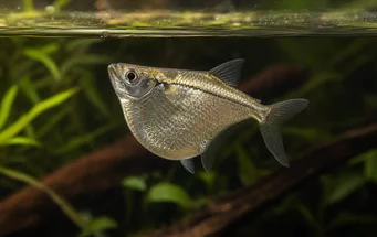Gasteropelecus sternicla (Srebro)