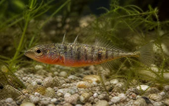 Gasterosteus aculeatus linne (Ciernik)