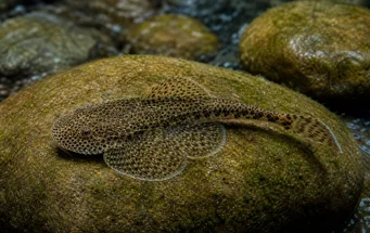 Gastromyzon punctulatus (Przerywany Loche)