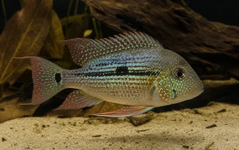 Geophagus daemon (Demon Geofagus)