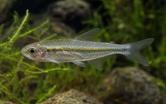 Gephyrocharax chapare (Géphyrocharax du Chapare, Tetra-Glande)