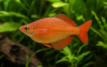 Glossolepis incisus Ryba tęczowa nowej gwinei