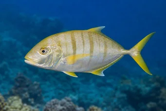 Gnathanodon speciosus Kamerdyner