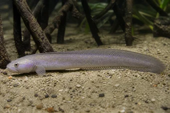 Gobioides peruanus (Gobie-Anangaille)