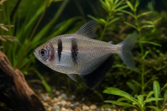 Gymnocorymbus ternetzi (Czarna Wdowa)